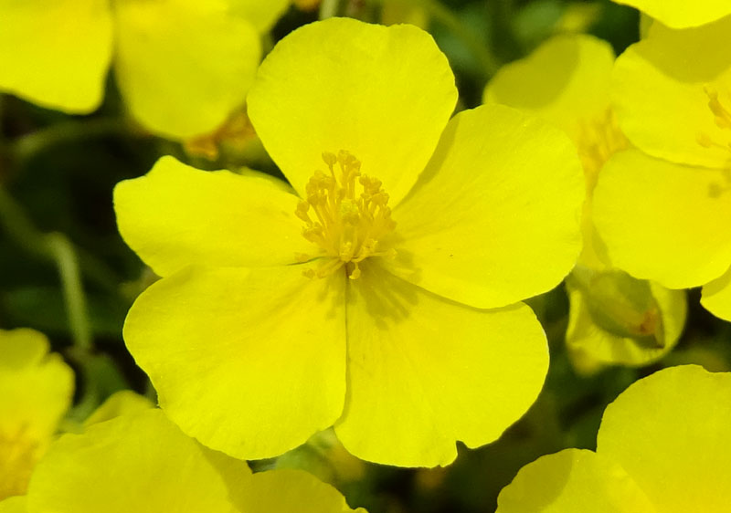 Helianthemum nummularium - Cistaceae